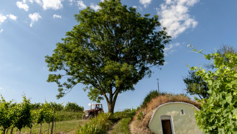 Hiatahütte in Ebersbrunn, © Weingut Jungmayr Ein großer Baum neben einer kleinen, grasbedeckten Hütte in einer ländlichen Umgebung mit einem Traktor im Hintergrund.