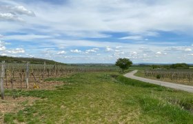 Schneebergblick Rafing, © Weinstraße Weinviertel Weinberge mit einem Weg und einem Baum unter blauem Himmel mit Wolken.