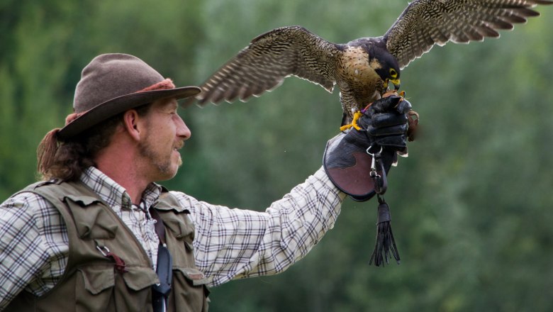Falken, © Gemeinde Heldenberg Ein Falkner hält einen Falken auf seiner behandschuhten Hand.