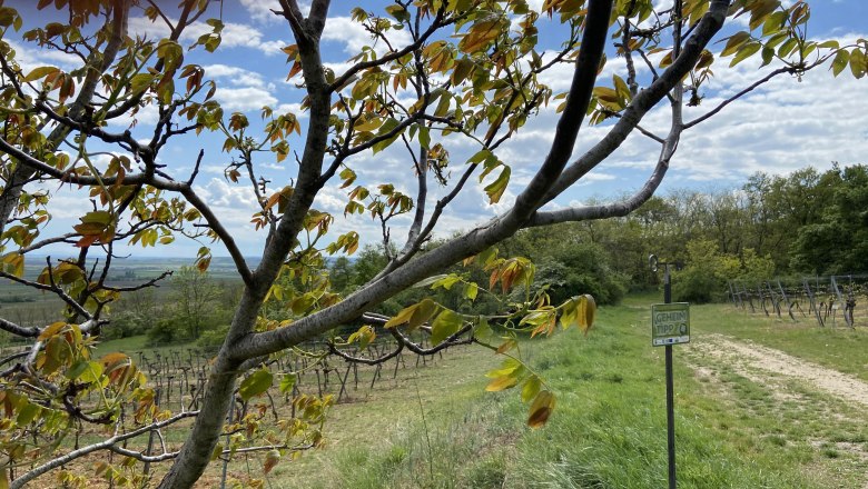 Riede Triftberg, © Weinstraße Weinviertel Riede Triftberg, © Weinstraße Weinviertel