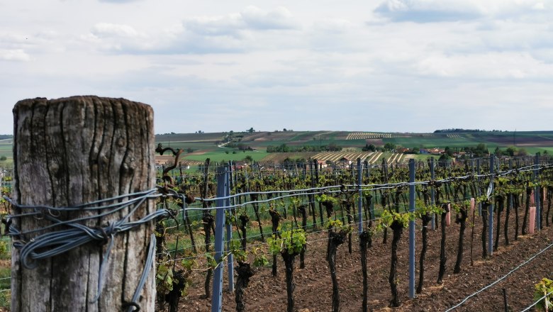 Herrliche Aussicht am Rustenberg, © Weinstraße Weinviertel Weinberge mit Pfosten im Vordergrund und Hügeln im Hintergrund.