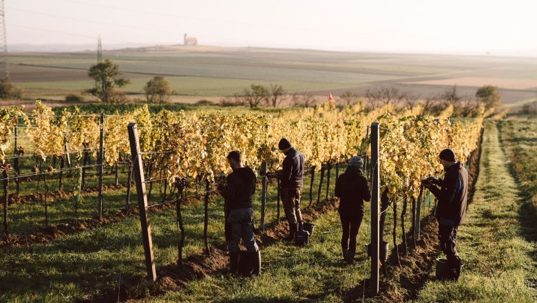 Arbeiten im Weingarten, © Stefan Jurecek Menschen arbeiten in einem Weinberg bei Sonnenaufgang.