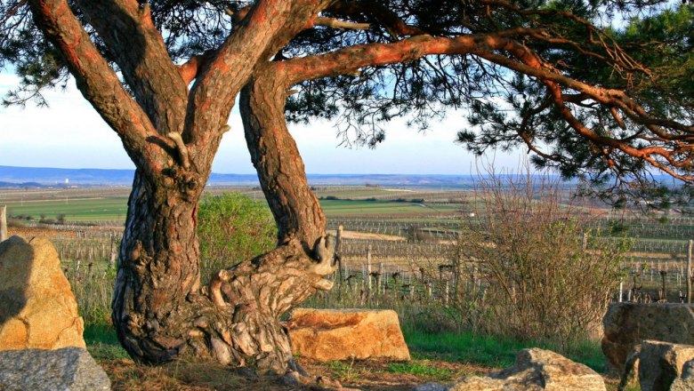 Schwarze Föhre bei Mitterretzbach, © Gemeinde Retzbach Schwarze Föhre bei Mitterretzbach, © Gemeinde Retzbach