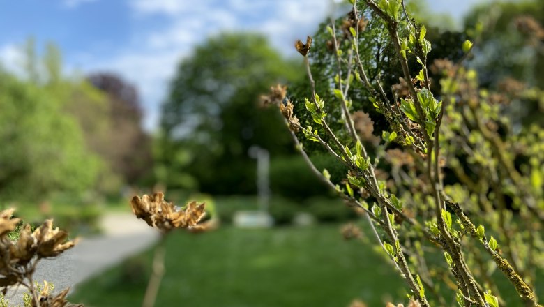 Eingang Schlosspark in Mühlbach, Dirndlweg, © Weinstraße Weinviertel Nahaufnahme von Pflanzen im Vordergrund mit unscharfem Parkhintergrund.