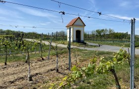 Die Weinbergkapelle liegt - wie ihr Name schon verrät - inmitten von Weingärten, © Weinstraße Weinviertel Eine kleine Kapelle steht inmitten von Weinbergen unter einem blauen Himmel.