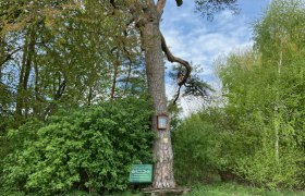 Riesige Föhre bei Weitersfeld, © Weinstraße Weinviertel Riesige Föhre bei Weitersfeld, © Weinstraße Weinviertel