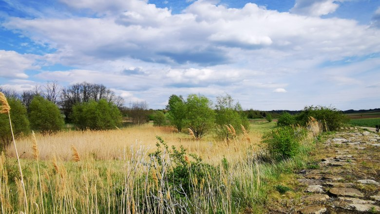 Naturerlebnis Rückhaltebecken, © Weinstraße Weinviertel Landschaft mit Schilf, Bäumen und einem steinigen Weg unter bewölktem Himmel.