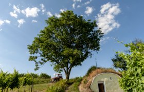 Hiatahütte in Ebersbrunn, © Weingut Jungmayr Ein großer Baum neben einer kleinen, grasbedeckten Hütte in einer ländlichen Umgebung mit einem Traktor im Hintergrund.