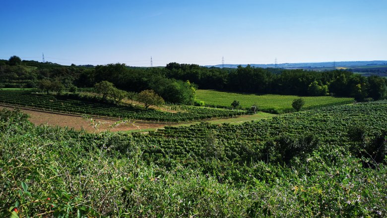 Weinidylle am Schatzberg, Ragelsdorf, © Weinstraße Weinviertel Weinberge am Schatzberg in Ragelsdorf unter klarem Himmel.