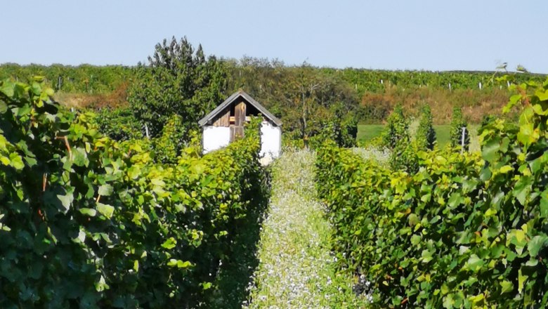 Hiatahütte am Schatzberg, © Weinstraße Weinviertel Weinberg mit Hiatahütte am Ende eines mit Blumen bewachsenen Pfades.