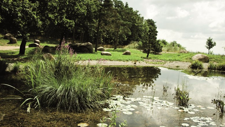 Ein Teich mit Seerosen, umgeben von Bäumen und Gras, unter einem bewölkten Himmel.