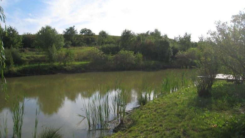 Ein kleiner Teich mit Schilf und Bäumen im Hintergrund unter einem blauen Himmel.