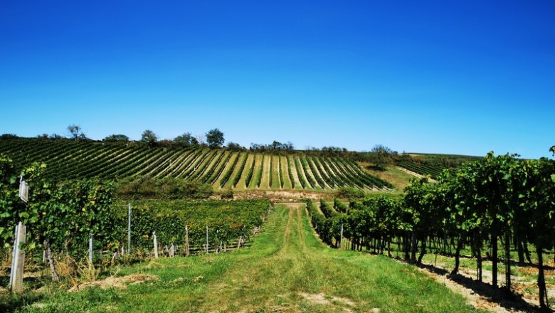 Die Hiatahütte ist umringt von Weingärten, © Weinstraße Weinviertel