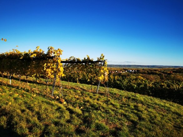 Sonnenuntergang bei Straning, &copy; Weinstra&szlig;e Weinviertel