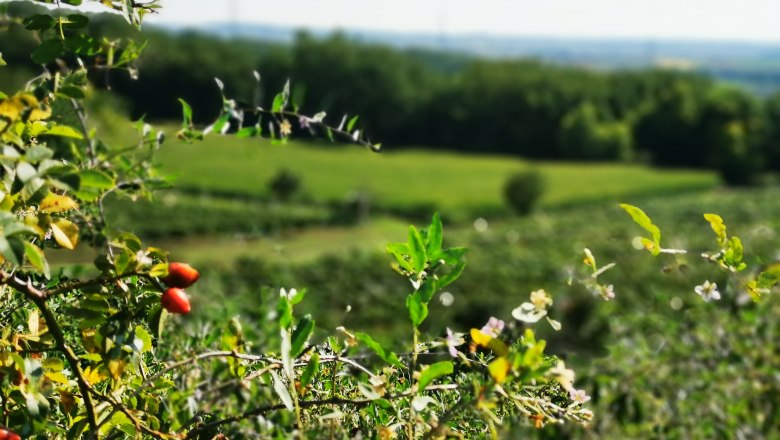 Hagebutten an einem Strauch mit unscharfem Hintergrund einer grünen Landschaft.