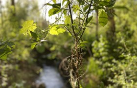 Nahaufnahme von grünen Blättern und Ranken im Vordergrund, unscharfer Waldhintergrund mit Bach.