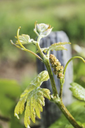 Bioweinhof Toni Schmid, &copy; Bioweinhof Toni Schmid