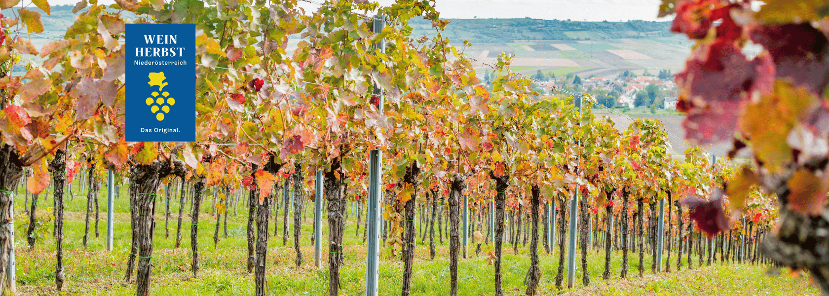 Weinherbst im Weinviertel, © M.Lifka