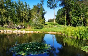 Ein Teich mit Seerosen, umgeben von Bäumen und Schilf, unter einem klaren blauen Himmel.