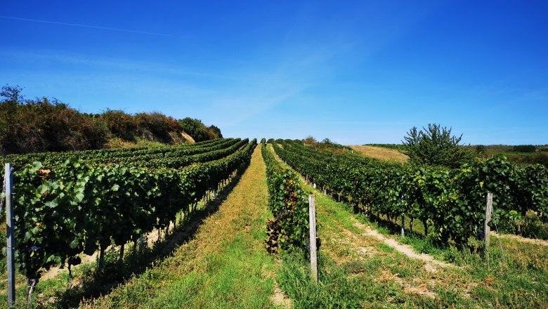 Weinreben auf einem Hügel unter klarem, blauem Himmel.