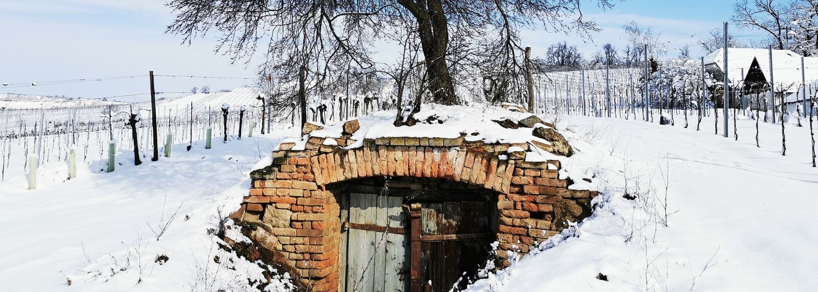 Winter an der Weinstraße