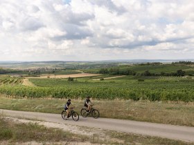 Sanfte H&uuml;gel und endlose Weinreben umgeben die Radfahrer, die die frische Luft und die malerische Landschaft genie&szlig;en. Die Wolken am Himmel spiegeln die entspannte Atmosph&auml;re des Weinviertels wider, w&auml;hrend die Sonne sanft auf die gr&uuml;nen Felder scheint.