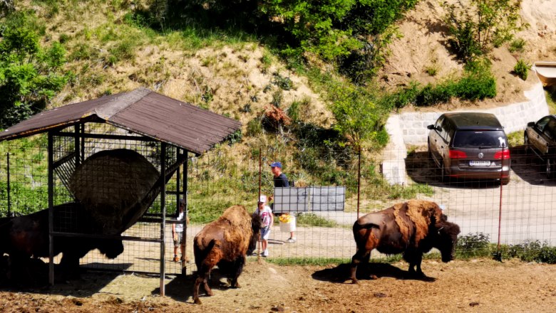 Bisons in einem Gehege mit Besuchern und Autos im Hintergrund.