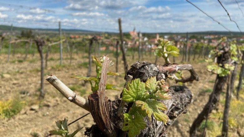 Nahaufnahme von Weinreben mit jungen Bl&auml;ttern in einem Weinberg, im Hintergrund eine unscharfe Landschaft mit Dorf und Kirche.