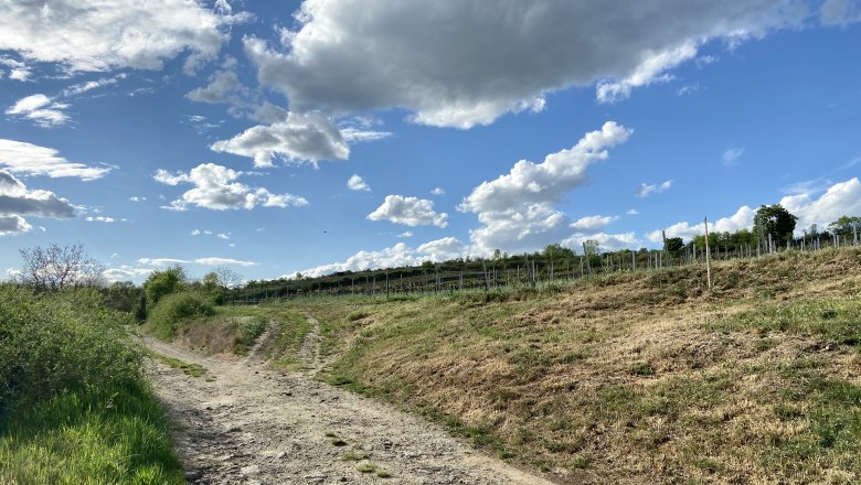 Ein ländlicher Weg im Weinviertel mit Weinreben und blauem Himmel.