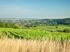 Durch die sanft-h&uuml;gelige Landschaft rund um Retz, &copy; Retzer Land / Die Reisereporter
