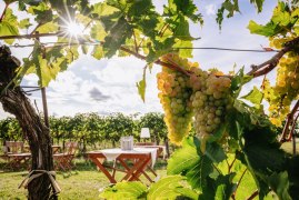 Weinverkostung in den Weing&auml;rten - Weingut Sutter, &copy; Martin Mathes