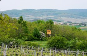 Weinberg im Weinviertel mit Hochsitz und Hügeln im Hintergrund.