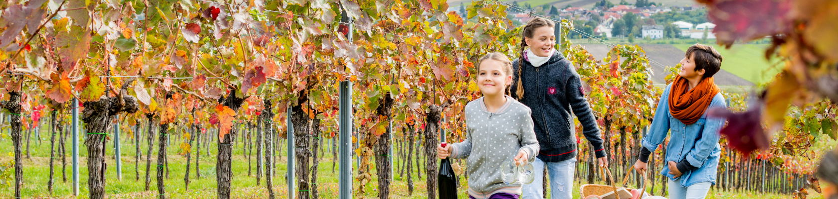 Weinherbst im Weinviertel, © M.Lifka