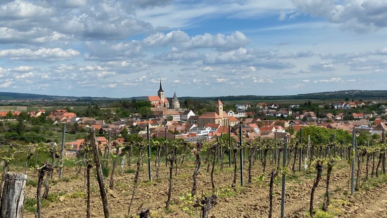 Blick auf Pulkau mit Weinbergen im Vordergrund und Kirche im Hintergrund.