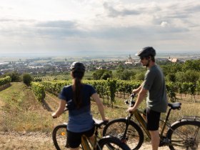 Die sanften H&uuml;gel des Weinviertels laden zu einer erfrischenden Radtour ein. Umgeben von &uuml;ppigen Weinreben und malerischen Ausblicken genie&szlig;en die Radfahrer die Ruhe der Natur und die frische Luft. Ein perfekter Ort, um die Sch&ouml;nheit der Landschaft zu erleben und die Seele baumeln zu lassen.