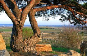 Schwarze Föhre bei Mitterretzbach, © Gemeinde Retzbach
