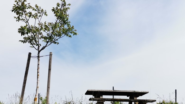 Ein kleiner Baum neben einem Holztisch auf einem Hügel unter blauem Himmel.