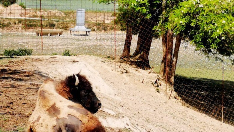 Ein Bison liegt in einem Gehege auf sandigem Boden, umgeben von einem Zaun und Bäumen.