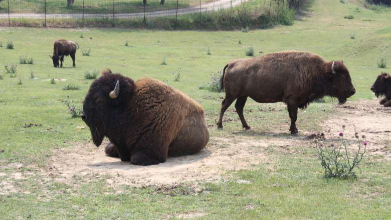 Bisons in einem Gehege auf einer Wiese.