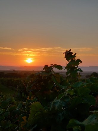 Bio Weinhof Sonja & Toni Schmid, &copy; Sonja Schmid