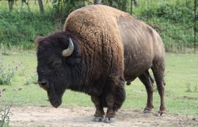 Ein Bison steht auf einer Wiese mit gr&uuml;nem Gras und einigen Blumen im Hintergrund.