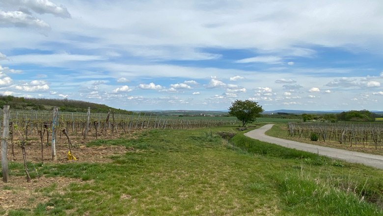 Schneebergblick Rafing, © Weinstraße  Weinviertel