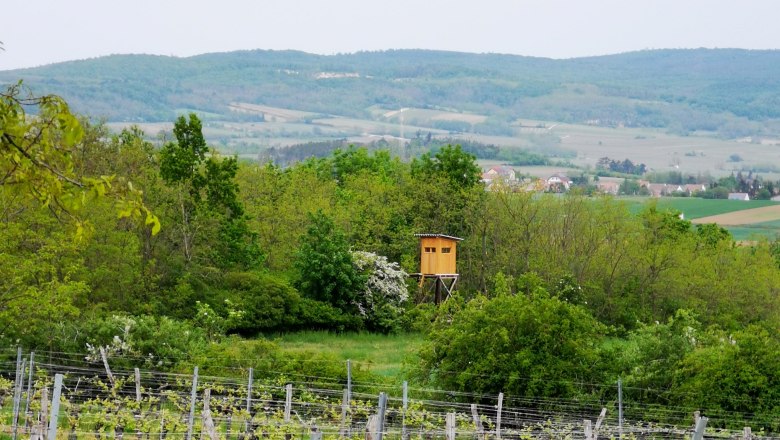Weinberg im Weinviertel mit Hochsitz und Hügeln im Hintergrund.