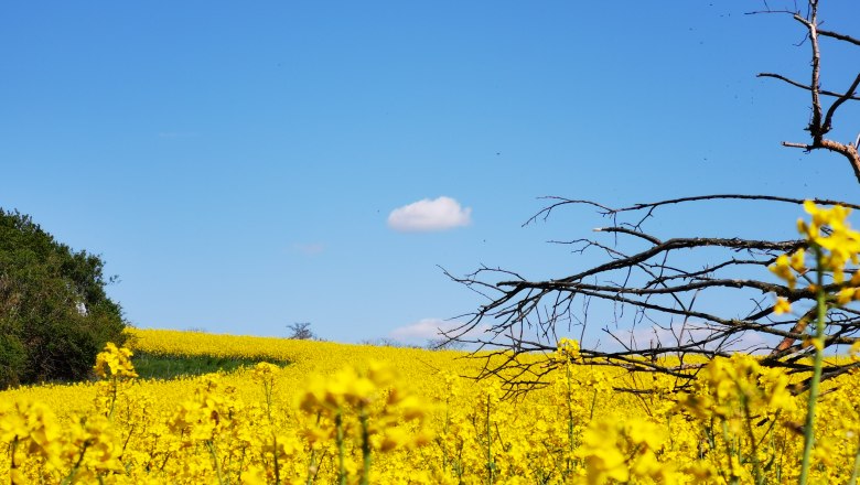 Ein blühendes Rapsfeld unter klarem blauem Himmel mit einem kahlen Baum im Vordergrund.