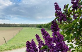 Lila Fliederblüten im Vordergrund, dahinter eine grüne Wiese und ein Feld unter bewölktem Himmel.