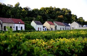 Reihe von Weinkellern in einer grünen Landschaft mit Bäumen im Hintergrund.
