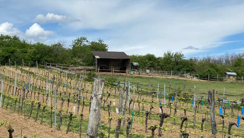 Schneebergblick Rafing, © Weinstraße  Weinviertel
