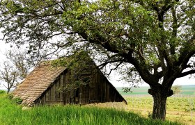 Altes Presshaus mit Ziegeldach und Baum im Vordergrund, umgeben von grüner Landschaft und Weinbergen.