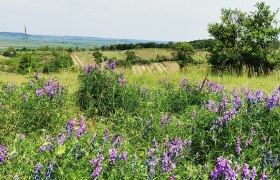Blühende Wiese mit lila Blumen im Vordergrund, Weinberge und Felder im Hintergrund.