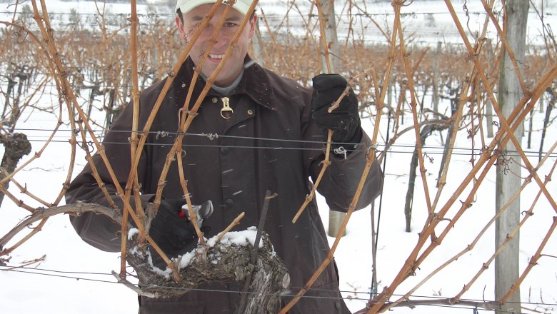 Person schneidet Reben im verschneiten Weinberg.